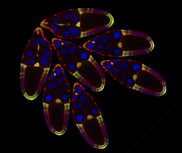 JAK/STAT activation in the Drosophila ovary requires α-Snap