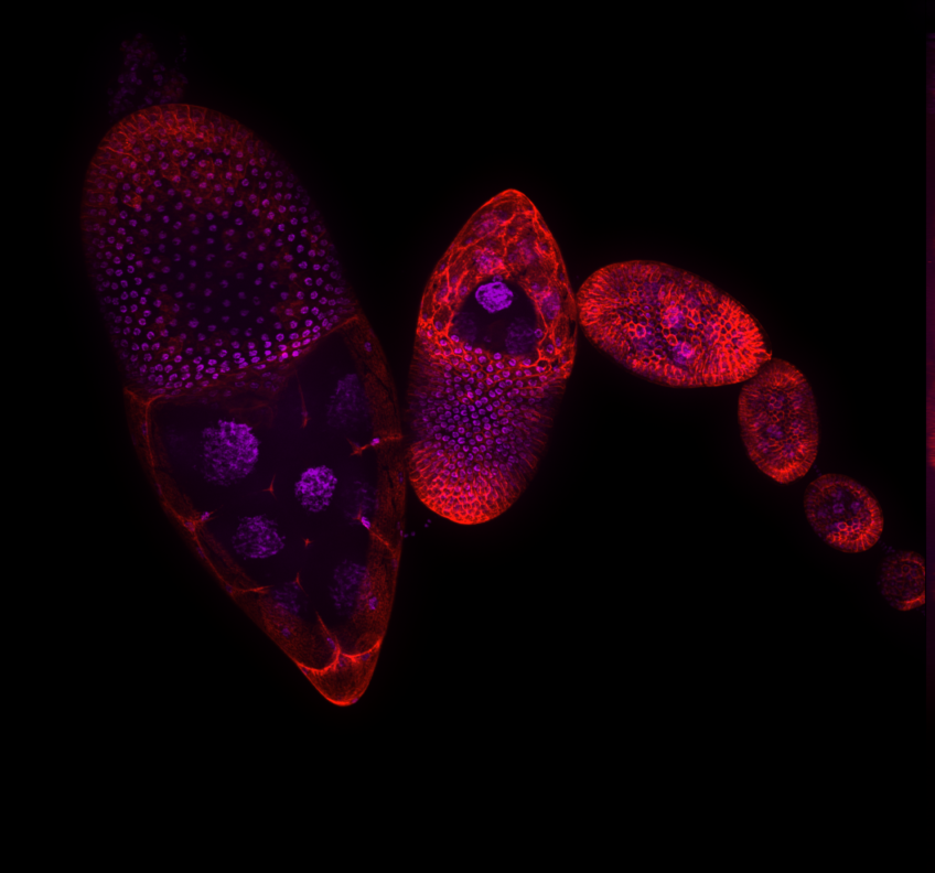 Drosophila oogenesis visualized with membrane markers